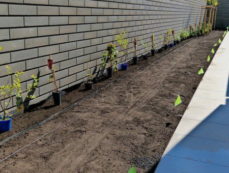 Vorbereitung für das Pflanzen von Kletterpflanzen in der Nähe einer Betonsteinmauer. Flaggen zeigen den Standort von Rasensprengern an. der Garten sprießt gerade