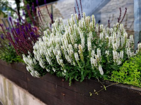 Compact, undemanding, medium-high perennial. Unusual, pure white flowers that are also suitable for cutting and will last a long time in a vase. Use in mixed perennial plantings