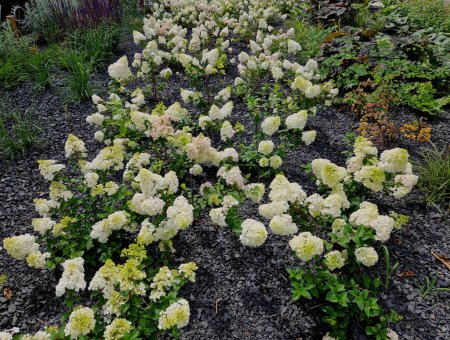 A beautiful large-flowered hydrangea boasts huge panicles of flowers and is around 1 - 1.5 meter tall