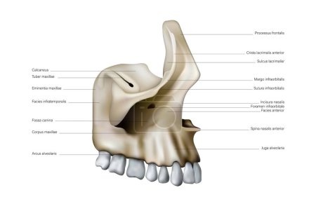Photo for Anatomy and location of the bones and teeth of the human upper jaw. 3D illustration - Royalty Free Image