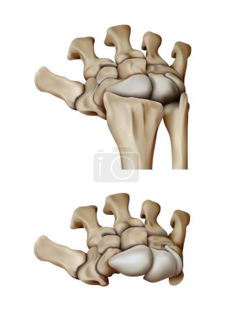 Foto de Huesos de la mano humana. Ilustración vectorial 3D - Imagen libre de derechos