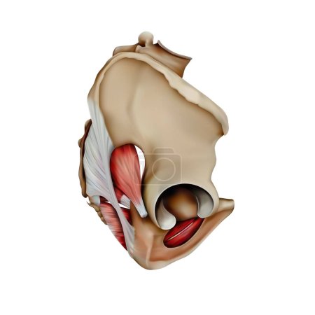 Ilustración de Estructura de los huesos y músculos de la pelvis humana. Vista lateral. Ilustración 3D - Imagen libre de derechos