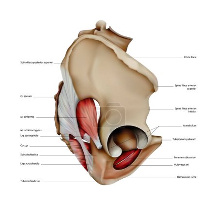 Ilustración de Diagrama de la estructura de los huesos y músculos de la pelvis humana. Vista lateral. Ilustración 3D - Imagen libre de derechos