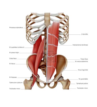 Diagramm der Struktur der Muskeln des menschlichen Körpers auf den Knochen. 3D-Illustration