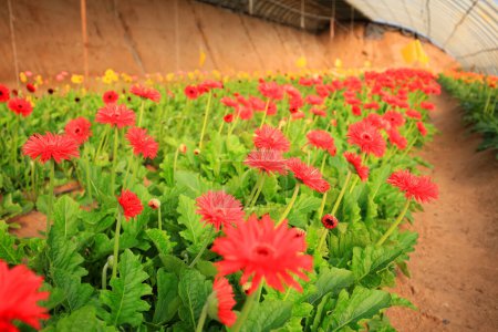 Crisantemo africano florece en el invernadero