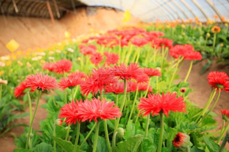 Afrikanische Chrysantheme blüht im Gewächshaus