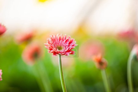 Crisantemo africano florece en el invernadero