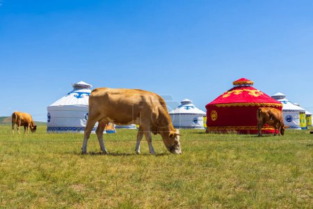 Cows and yurts under the blue sky and white clouds Cattle and yurts on the grassland