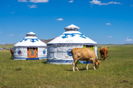 Cows and yurts under the blue sky and white cloudsCattle and yurts on the grassland