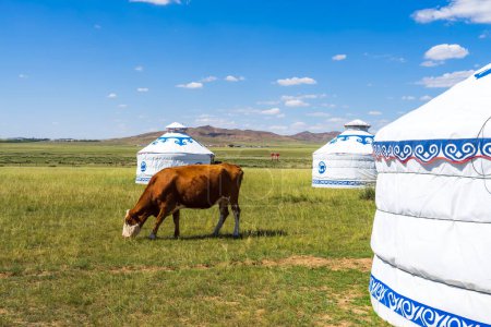 Cows and yurts under the blue sky and white clouds