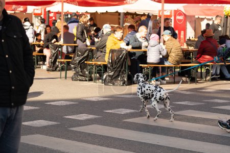 Téléchargez les photos : Chisinau, Moldavie - 15 octobre 2022 : Un chien de race dalmate traverse la rue pendant la célébration de la Journée de la ville. En arrière-plan, les gens se reposent pendant les vacances. Concentration sélective. - en image libre de droit