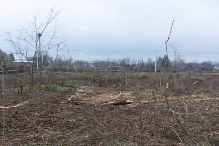 Foto de Cutting down trees in the city. Deforestation. Ecological catastrophe. Many fallen trees. There is destruction of the biosphere in Unrecognized republic Transnistria. Selective focus - Imagen libre de derechos