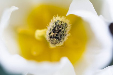 Photo for Oxythyrea funesta phytophagous beetle covered with pollen on the white tulip flower, shallow depth of field, selective focus - Royalty Free Image