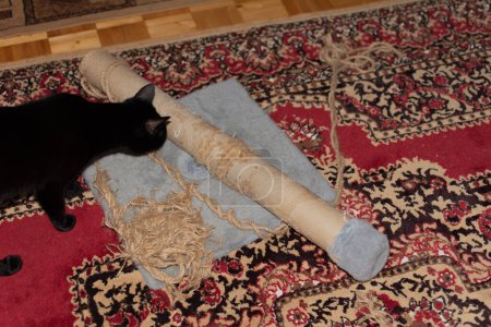 Téléchargez les photos : Réparation des postes de grattage Cat. Un vieux poteau à gratter avec corde de jute déchirée et chat noir bombardé. - en image libre de droit