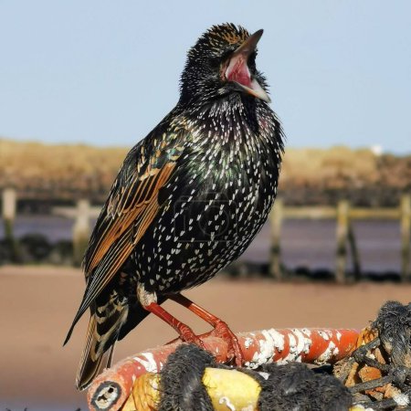 Photo for Close up of starling Sturnidae with beak wide open and singing while sat on a lobster pot in Northumberland, UK - Royalty Free Image