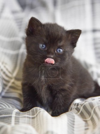 Foto de Lindo peludo negro gatito con azul ojos y lengua fuera sentado en gris ropa de cama frente a cámara - Imagen libre de derechos