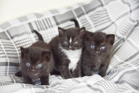 Foto de Tres lindos gatitos mullidos en blanco y negro y negro con ojos azules seguidos en un edredón gris en una cama - Imagen libre de derechos