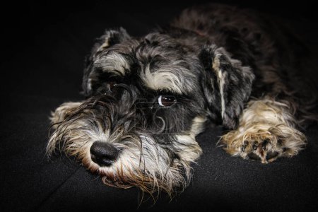 Foto de Retrato principal de un perro schnauzer en miniatura adulto negro y plateado acostado en el mentón sobre un perro de piso sobre un fondo bBlack mirando a la cámara - Imagen libre de derechos