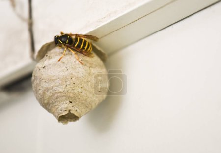 Foto de Una sola avispa haciendo un pequeño nido de avispas con espacio de copia a la derecha de la imagen - Imagen libre de derechos