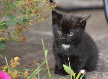 Foto de Lindo gatito negro con babero blanco sentado en el jardín en verano seis semanas de edad - Imagen libre de derechos
