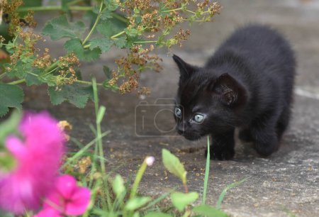 Foto de Gatito negro de seis semanas de edad con ojos azules que practica el acecho en el patio en el jardín en verano con un alfiler k flor inferior izquierda - Imagen libre de derechos