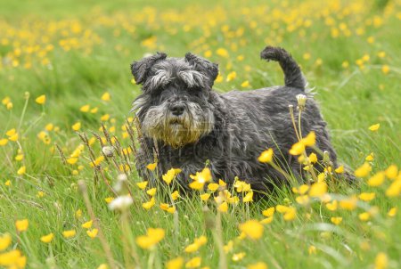 Old black and silver miniature schnauzer dogs standing in a field of long grass and buttercups in the summer