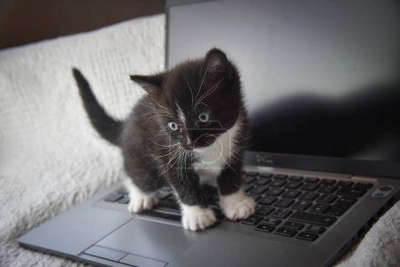 Téléchargez les photos : Mignon petit chaton noir et blanc debout sur le clavier de l'ordinateur portable - en image libre de droit