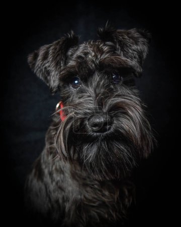 Head portrait of six month old miniature schnauzer dog in a red collar with a black background