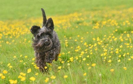 Black miniature schnauzer dog running towatf camera through field of long grass and yellow buttercups in summer with copy space to right