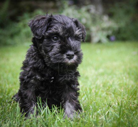 Foto de Seis semanas de edad pequeño lindo perro negro miniatura schnauzer sentado en la hierba en un jardín en verano - Imagen libre de derechos