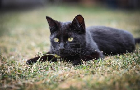 Foto de Joven gato negro con ojos verdes acostado en la hierba en verano viendo - Imagen libre de derechos