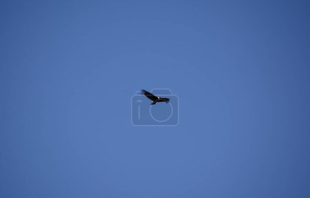 Foto de An andean condor flying alone in the celestial sky. largest bird on the planet - Imagen libre de derechos