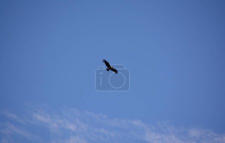 Foto de Condor flying in the celestial sky. large bird in the sky as if it were a plane - Imagen libre de derechos