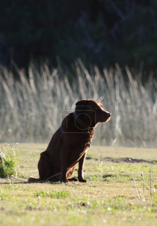 Foto de Perro labrador marrón a orillas de un lago - Imagen libre de derechos
