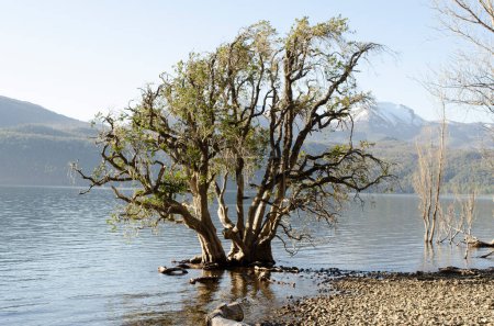 arbre arrayan sur les rives d'un lac