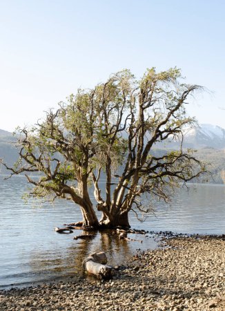 Arayan ou luma apiculata poussant dans l'eau en Patagonie.
