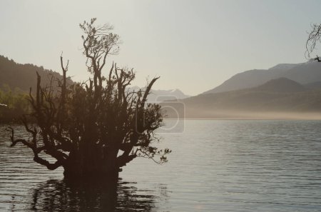 Myrtles or luma apiculata growing in the water in the Patagonia.