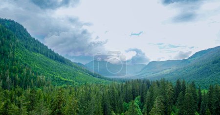 Photo for Aerial shot of green forest and creek. Defocused soft blurred background. The Migration of Salmon in Alaska, USA, 2017 - Royalty Free Image
