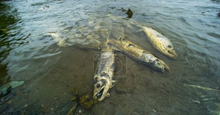 Lucha desesperada. Salmón lucha por sobrevivir en el río. Carcasa de salmón. La cadena alimentaria animal como el salmón regresa al agua dulce para desovar, Alaska, verano de 2017.