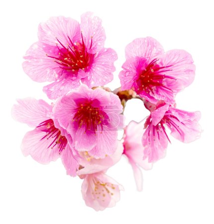 Sakura con gotas de lluvia. Flores de cerezo rosadas frescas después de la lluvia. Hermosa flor flor se aísla.