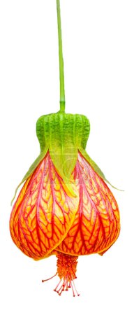 Téléchargez les photos : Abutilon (érable fleuri) a la forme de cloches ou de lanternes. Gros plan. Belle fleur fleurie est isolé. - en image libre de droit