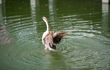A Chinese goose flaps its wings in the pond. The view next to Yuanxingtang Temple. Niuzhuang, Shanhua District, Tainan City.
