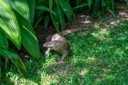 Eine bengalische Warane (Varanus bengalensis) kriecht auf dem Gras. Der Minneriya-Nationalpark ist ein Nationalpark in der nördlichen Zentralprovinz Sri Lankas.