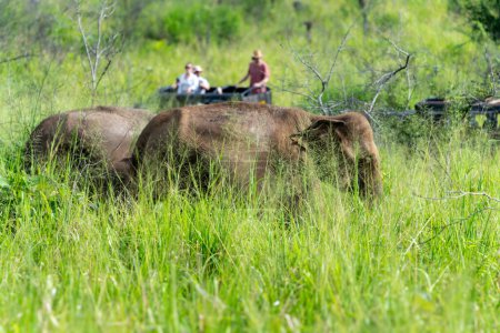 Téléchargez les photos : Les touristes font des promenades en jeep pour voir les éléphants errer librement dans les prairies. Le parc national de Minneriya est un parc national de la province du Centre-Nord du Sri Lanka.. - en image libre de droit
