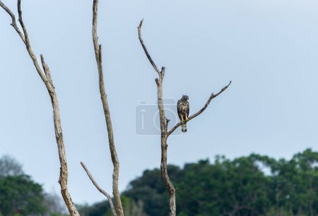 Ein Wechselhafter Falkenadler (Nisaetus cirrhatus ceylanensis) steht auf einem trockenen Ast. Der Minneriya-Nationalpark ist ein Nationalpark in der nördlichen Zentralprovinz Sri Lankas.