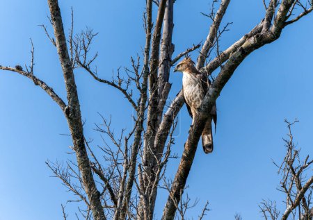 Ein Wechselhafter Falkenadler (Nisaetus cirrhatus ceylanensis) steht auf einem trockenen Ast. Der Minneriya-Nationalpark ist ein Nationalpark in der nördlichen Zentralprovinz Sri Lankas.