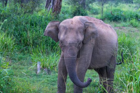 Téléchargez les photos : Un éléphant enroule son long tronc dans l'herbe. Le parc national de Minneriya est un parc national de la province du Centre-Nord du Sri Lanka.. - en image libre de droit