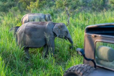 Téléchargez les photos : Éléphants broutant librement dans les prairies. Le parc national de Minneriya est un parc national de la province du Centre-Nord du Sri Lanka.. - en image libre de droit