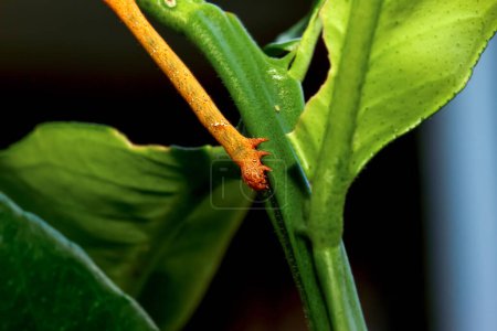 Eine Nahaufnahme einer leuchtend orangefarbenen Milionia basalis-Raupe, die auf einem grünen Stamm kriecht und ihre leuchtende Farbe im Kontrast zum Grün zur Schau stellt.