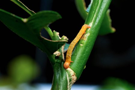 Eine Nahaufnahme einer leuchtend orangefarbenen Milionia basalis-Raupe, die auf einem grünen Stamm kriecht und ihre leuchtende Farbe im Kontrast zum Grün zur Schau stellt.